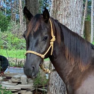 Meet your Posher, Philip